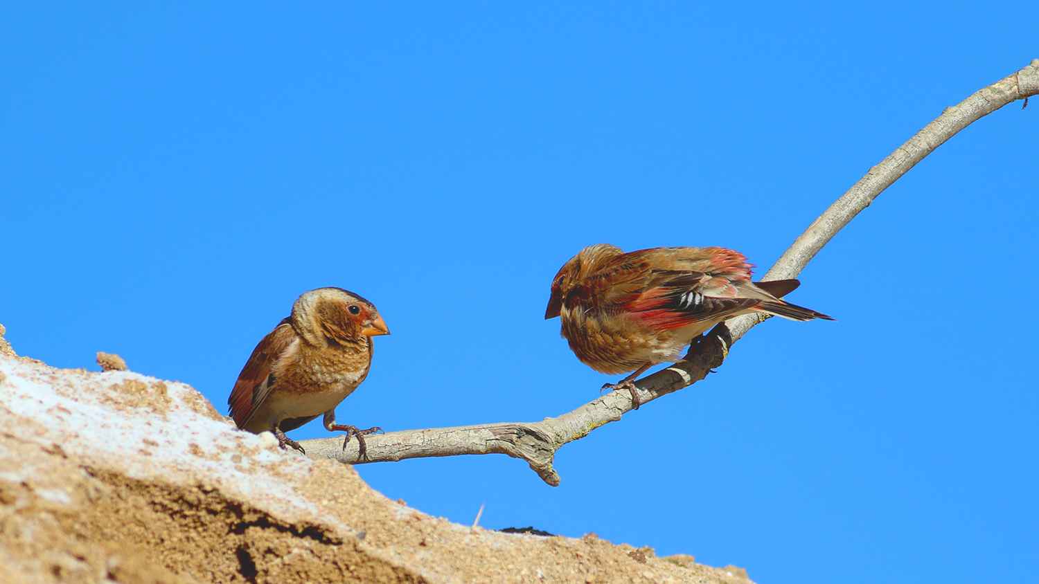 Crimson-winged Finch